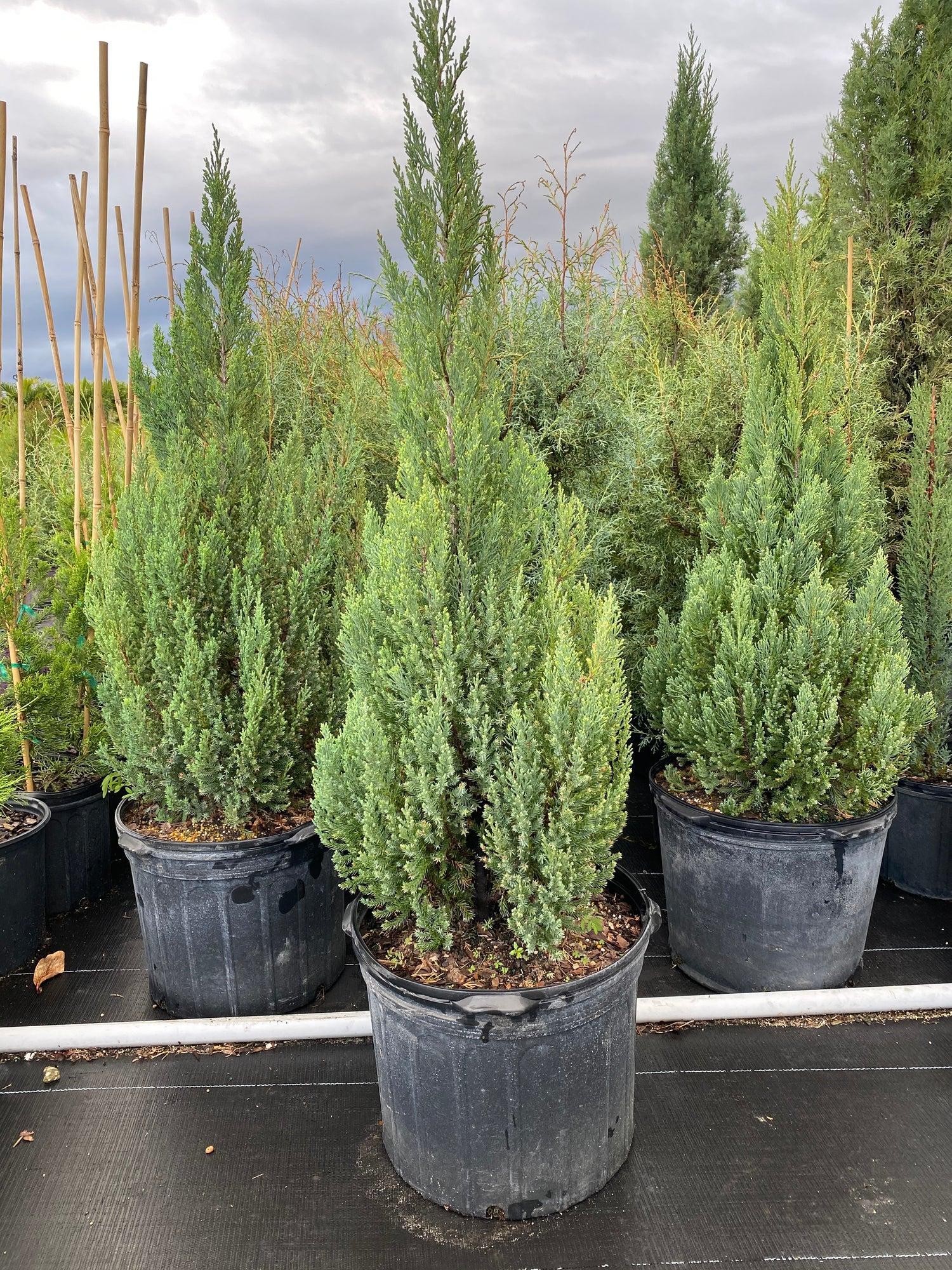 Juniperus Chinensis 'blue Point' - View 36 from www redcrocus com