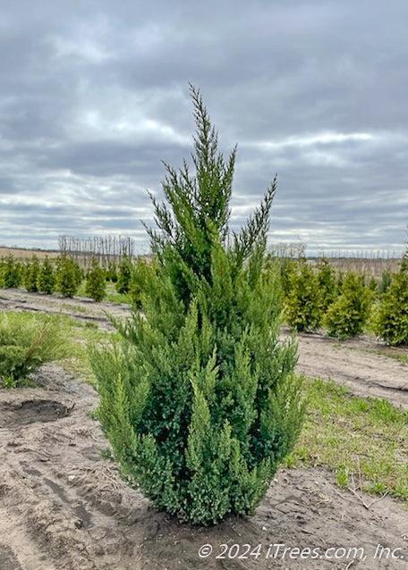 Juniperus Chinensis 'blue Point' - View 3 from www redcrocus com