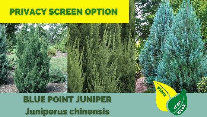 Juniperus Chinensis 'blue Point' - View 7 from www redcrocus com