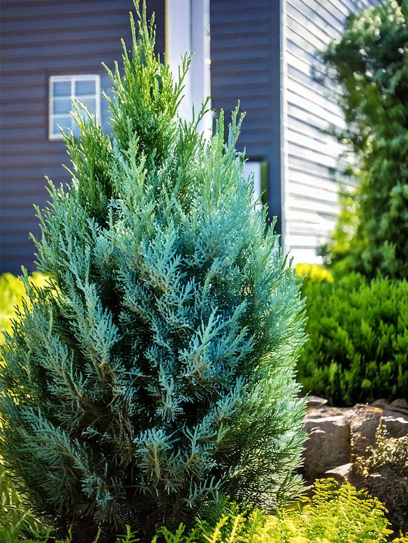 Juniperus Chinensis 'blue Point' - View 9 from www redcrocus com