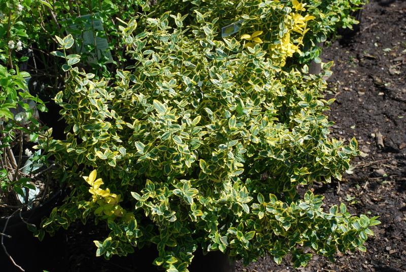 Euonymus Fortunei Moonshadow - View 10 from www redcrocus com