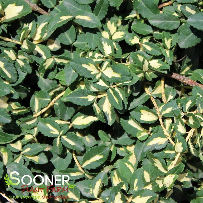 Euonymus Fortunei Moonshadow - View 15 from www redcrocus com