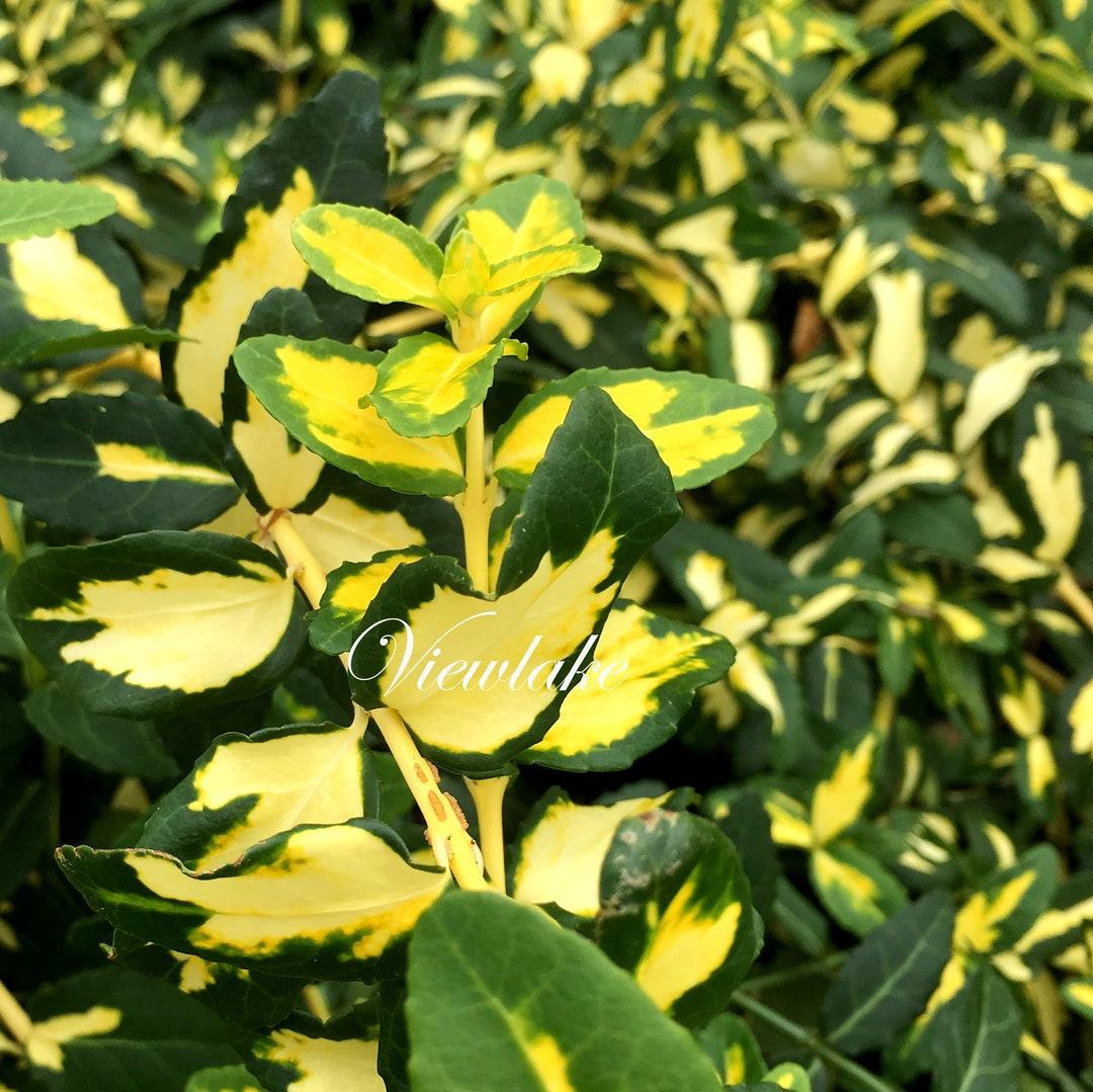 Euonymus Fortunei Moonshadow - View 16 from www redcrocus com