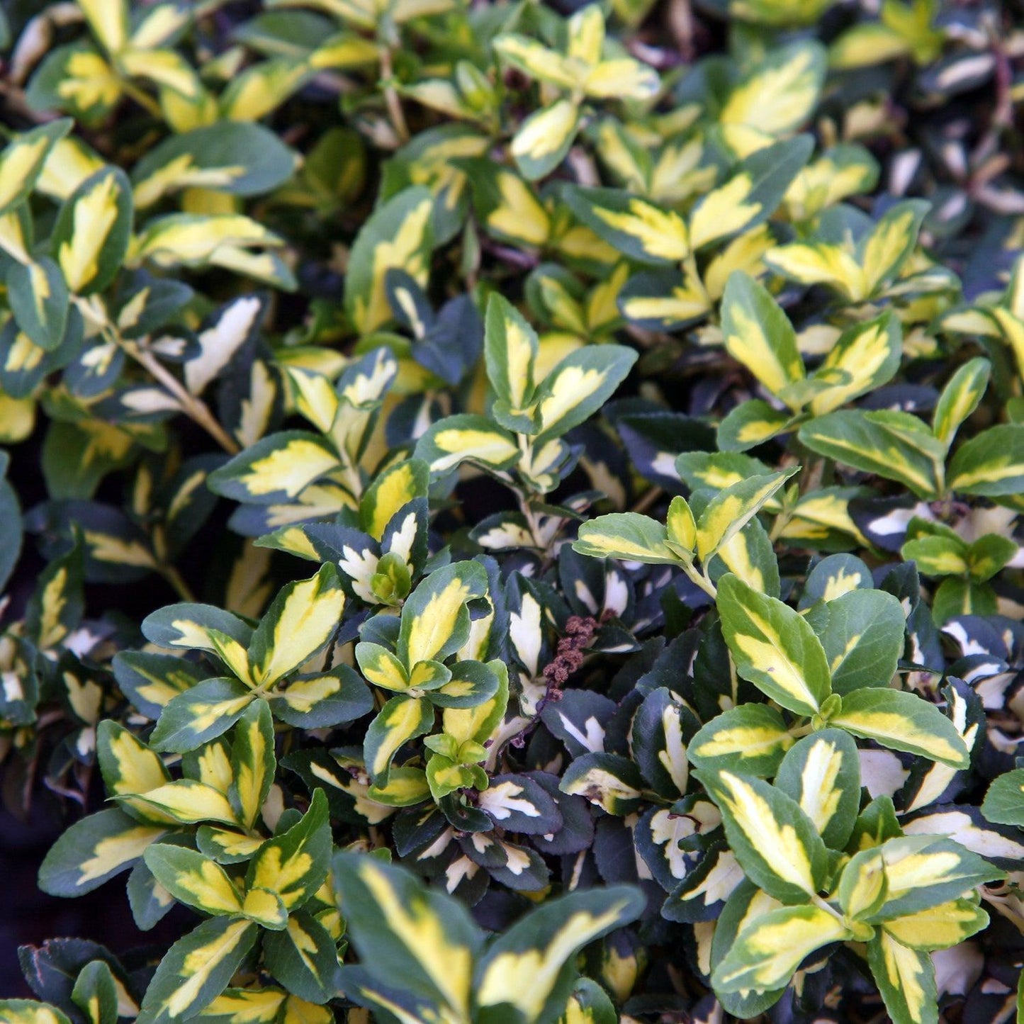 Euonymus Fortunei Moonshadow - View 17 from www redcrocus com