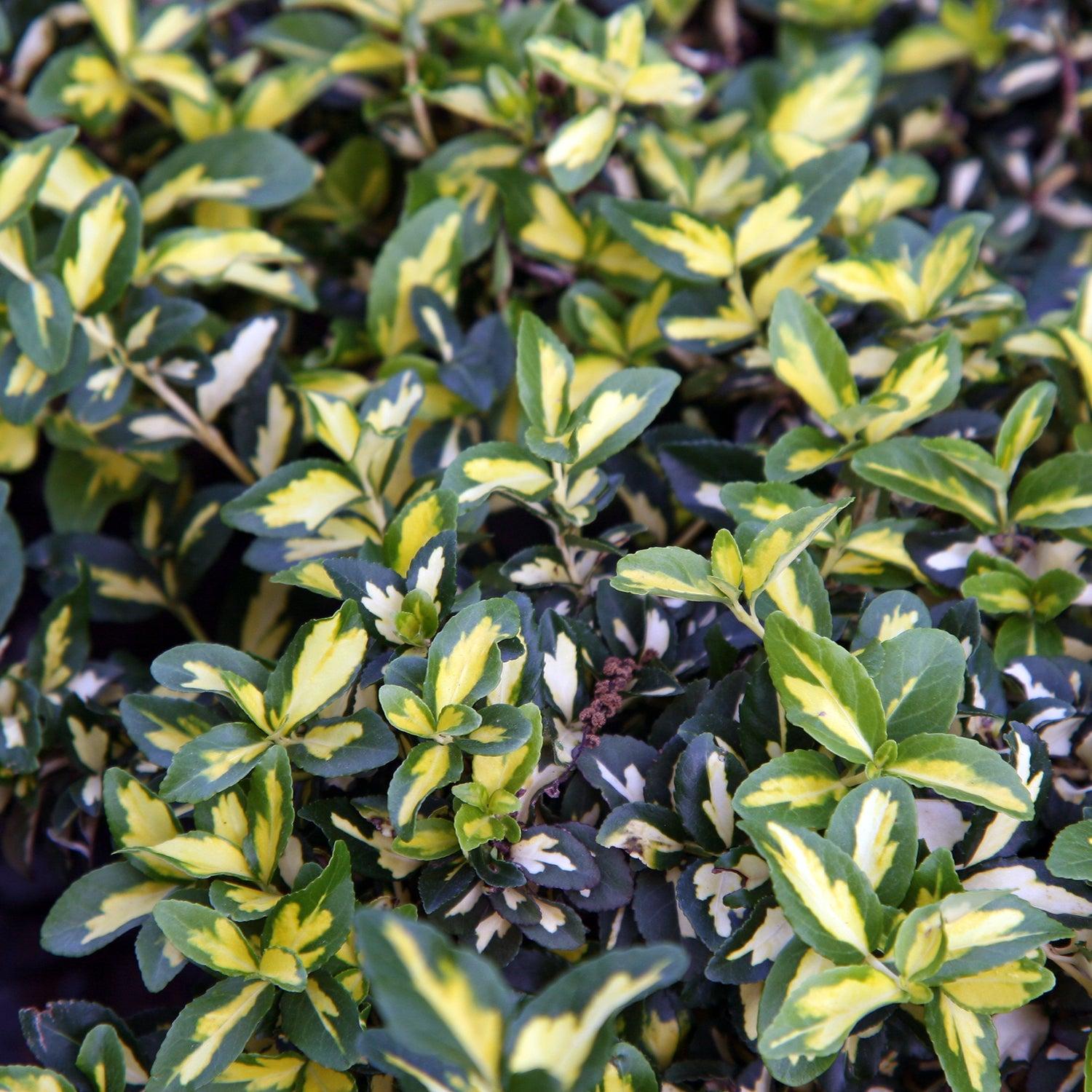 Euonymus Fortunei Moonshadow - View 17 from www redcrocus com