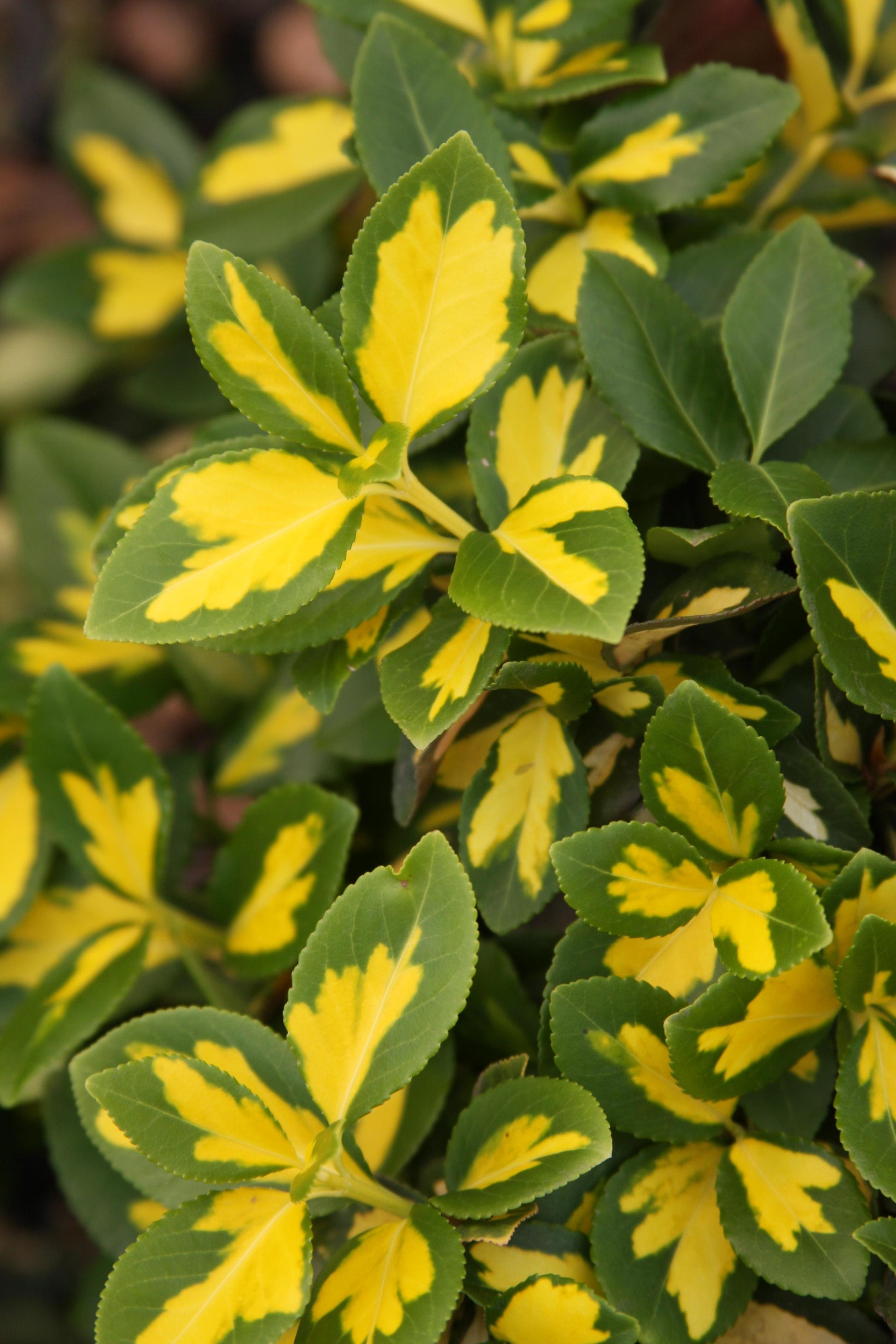Euonymus Fortunei Moonshadow - View 2 from www redcrocus com