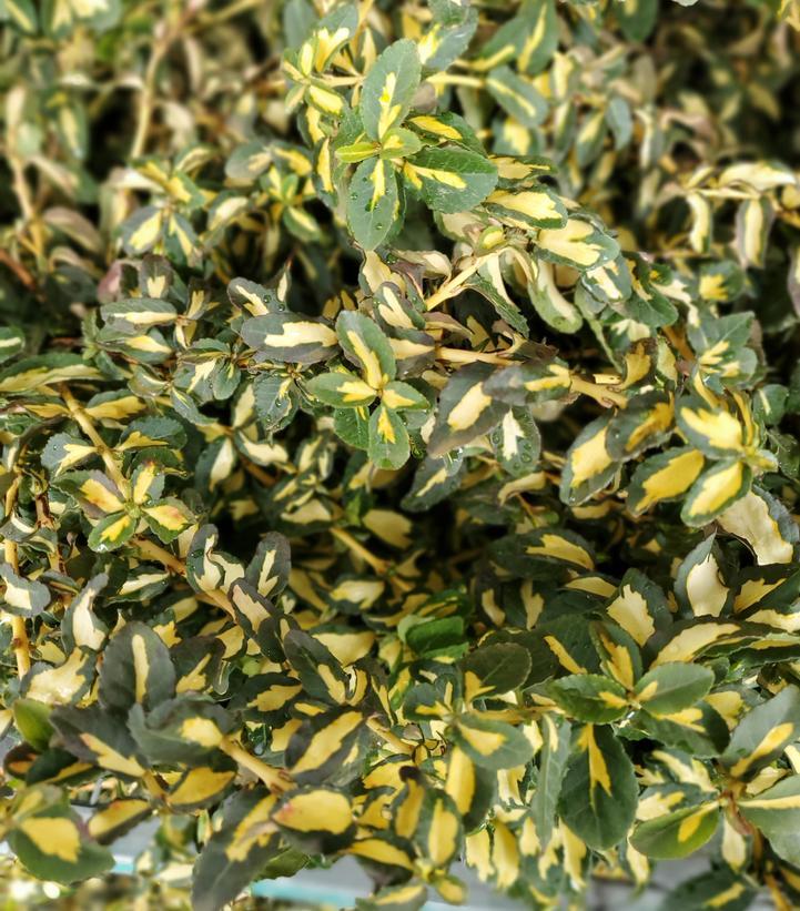 Euonymus Fortunei Moonshadow - View 7 from www redcrocus com