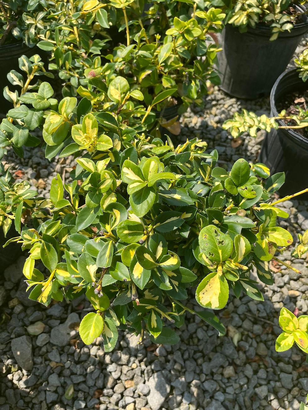 Euonymus Fortunei Moonshadow - View 8 from www redcrocus com