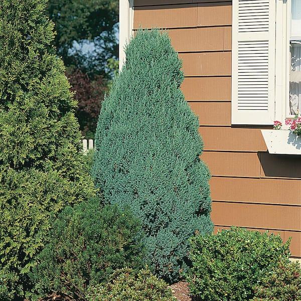 Juniperus Chinensis Blue Point - View 12 from www redcrocus com