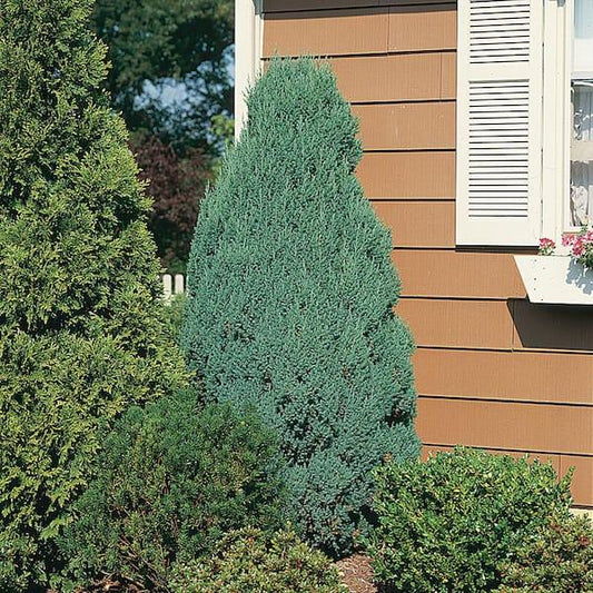 Juniperus Chinensis Blue Point - View 12 from www redcrocus com
