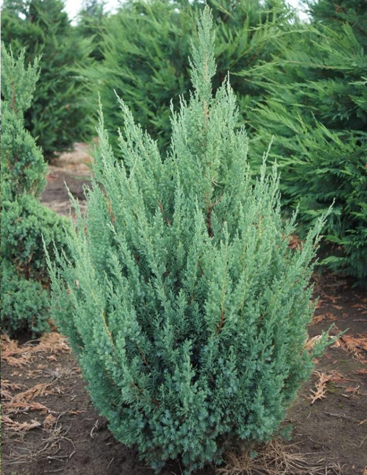 Juniperus Chinensis Blue Point - View 13 from www redcrocus com