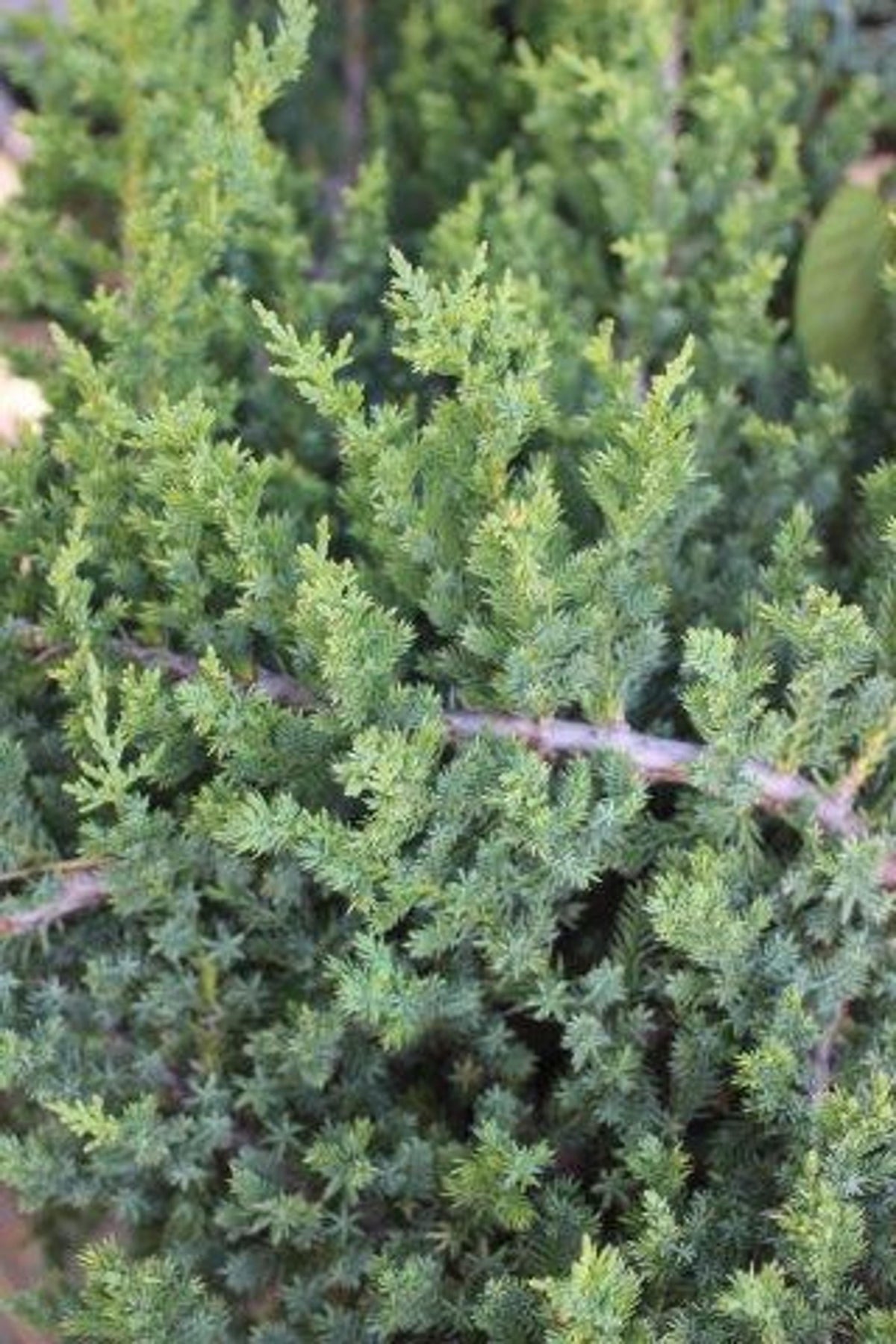 Juniperus Chinensis Blue Point - View 14 from www redcrocus com