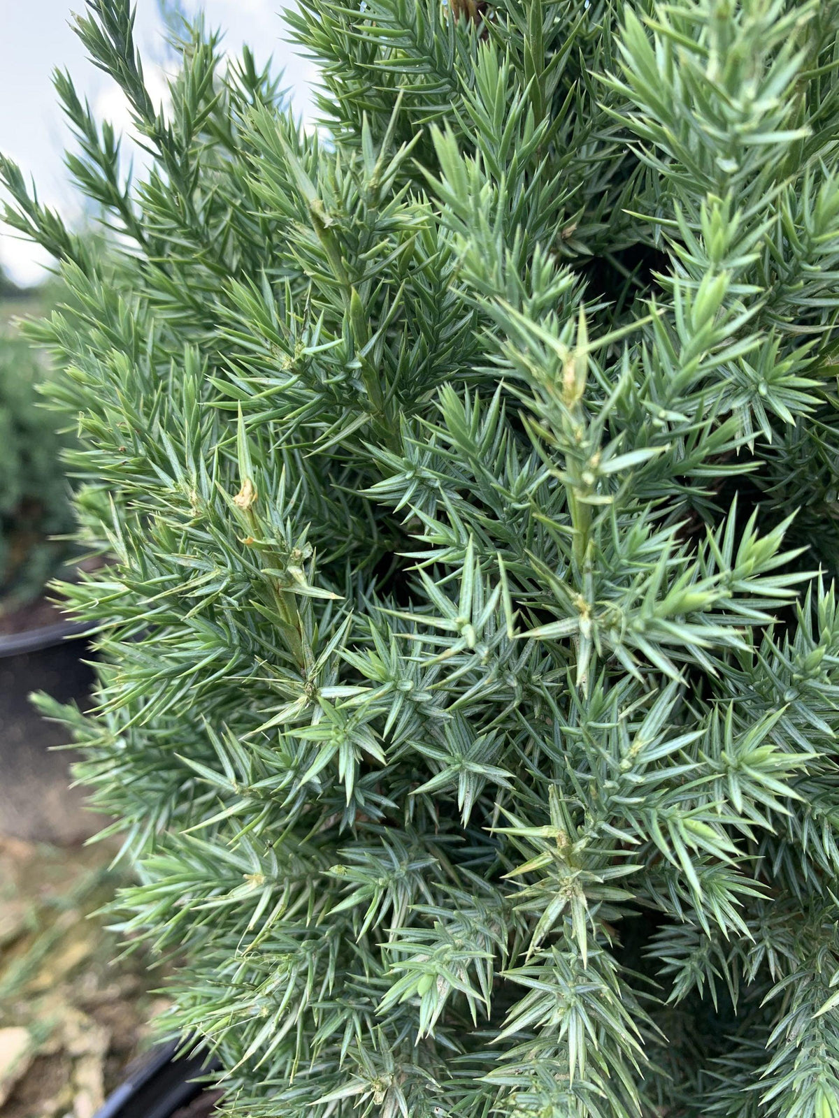 Juniperus Chinensis Blue Point - View 16 from www redcrocus com