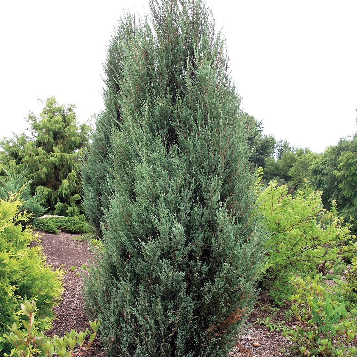 Juniperus Chinensis Blue Point - View 4 from www redcrocus com