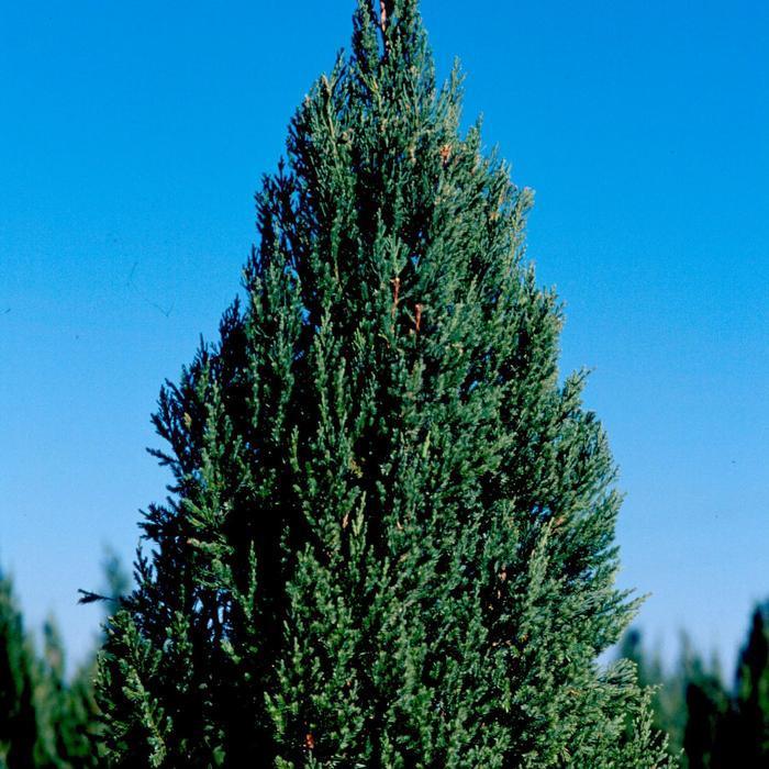 Juniperus Chinensis Blue Point - View 9 from www redcrocus com