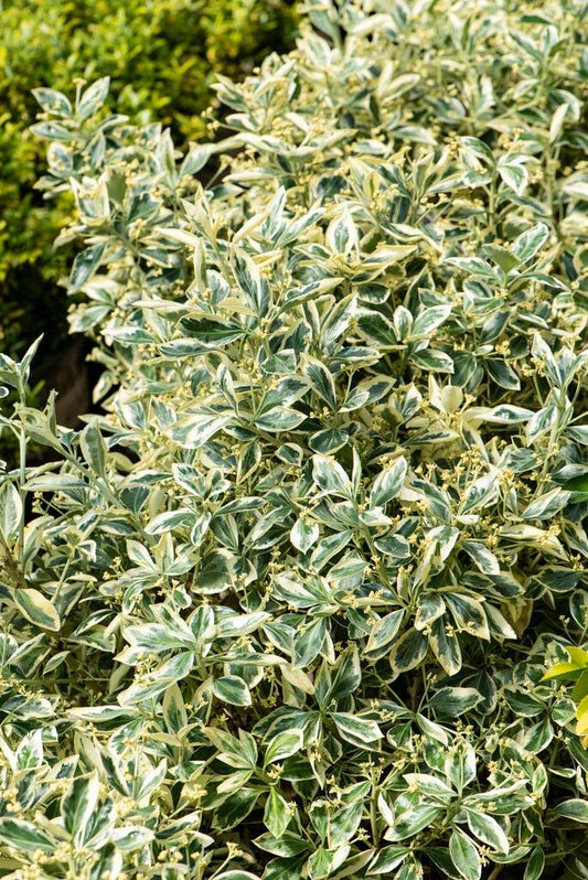 Euonymus Japonicus Silver King - View 10 from www redcrocus com