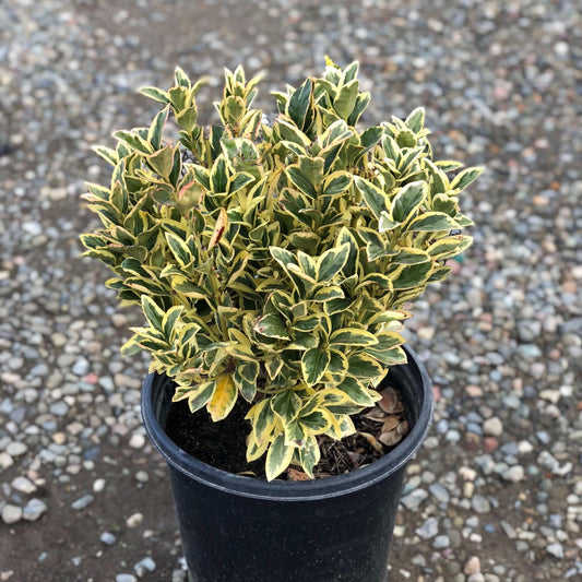 Euonymus Japonicus Silver King - View 11 from www redcrocus com
