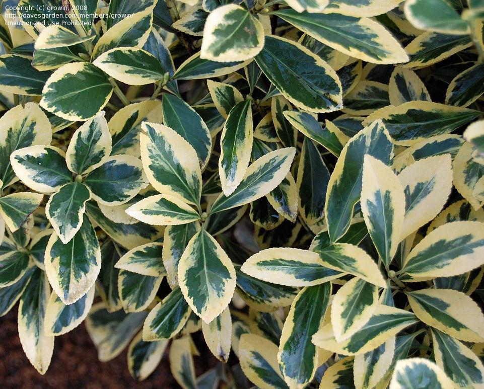Euonymus Japonicus Silver King - View 12 from www redcrocus com