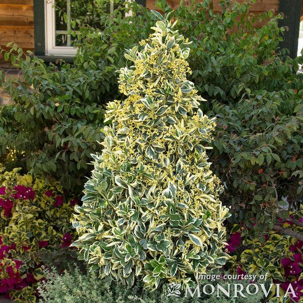 Euonymus Japonicus Silver King - View 14 from www redcrocus com