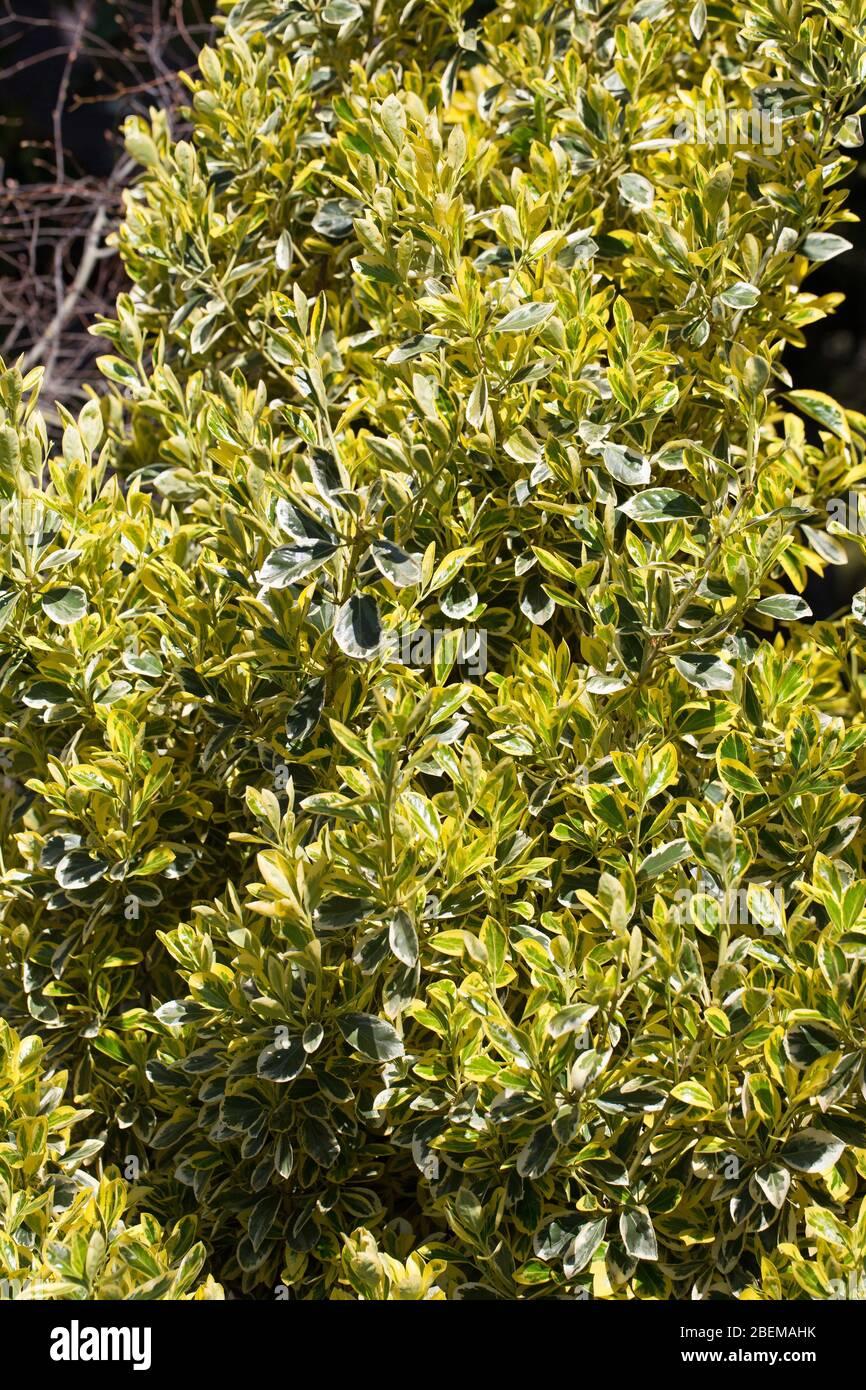 Euonymus Japonicus Silver King - View 6 from www redcrocus com
