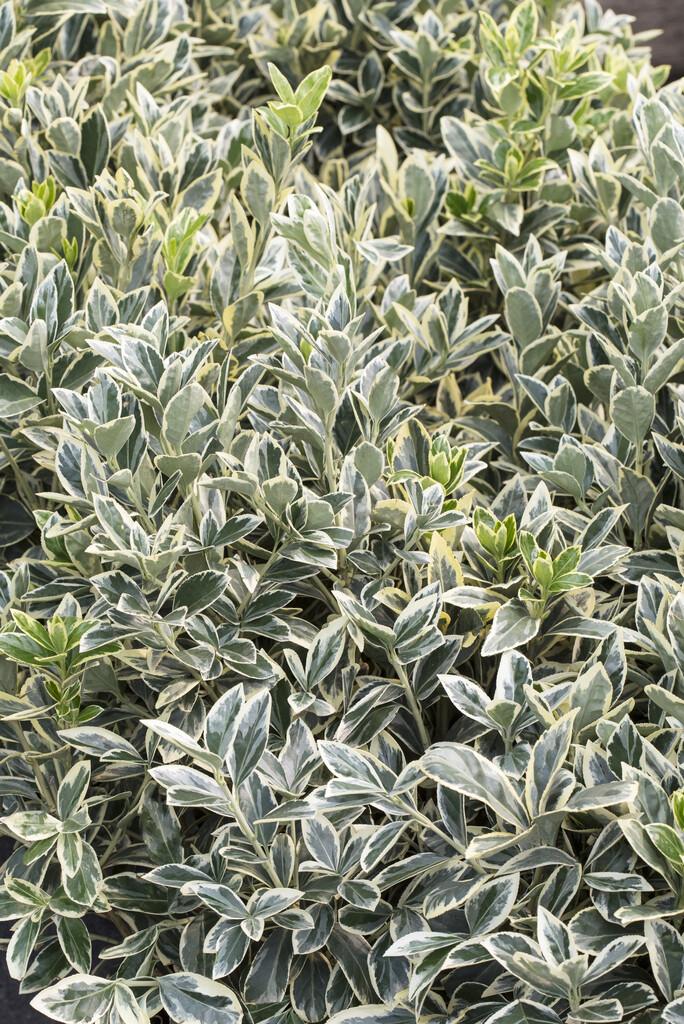 Euonymus Japonicus Silver King - View 7 from www redcrocus com