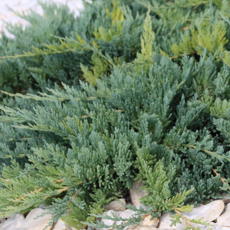 Juniperus Horizontalis Blue Chip - View 12 from www redcrocus com