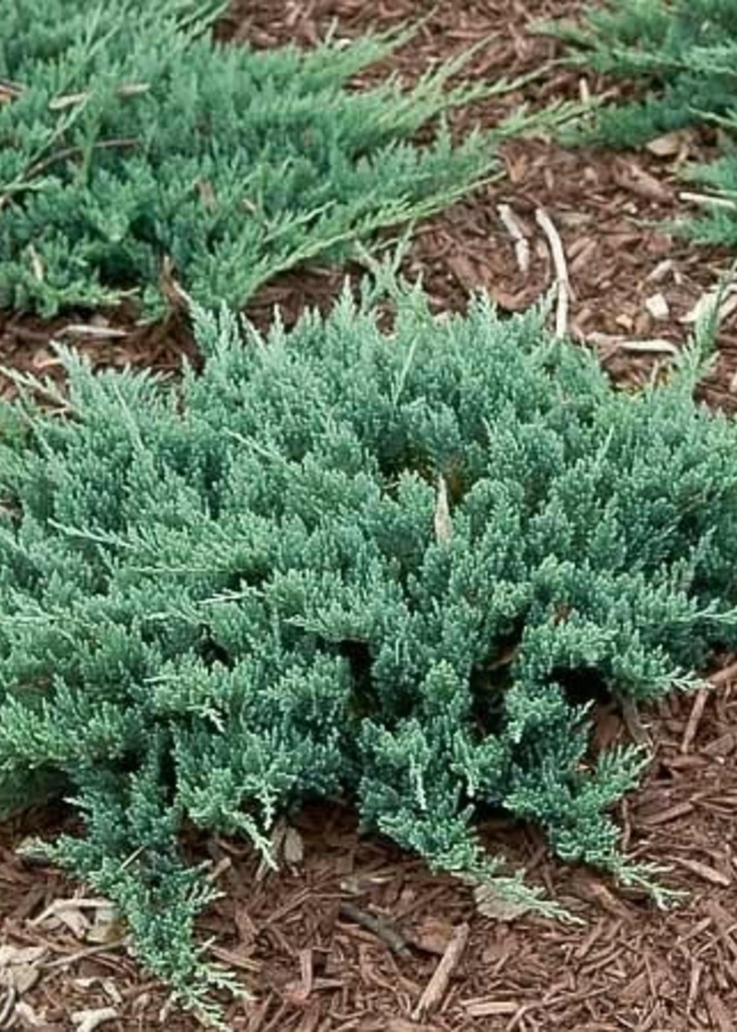 Juniperus Horizontalis Blue Chip - View 14 from www redcrocus com