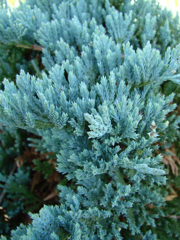 Juniperus Horizontalis Blue Chip - View 15 from www redcrocus com