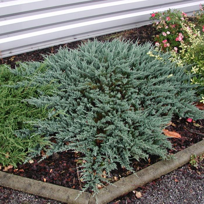 Juniperus Horizontalis Blue Chip - View 17 from www redcrocus com