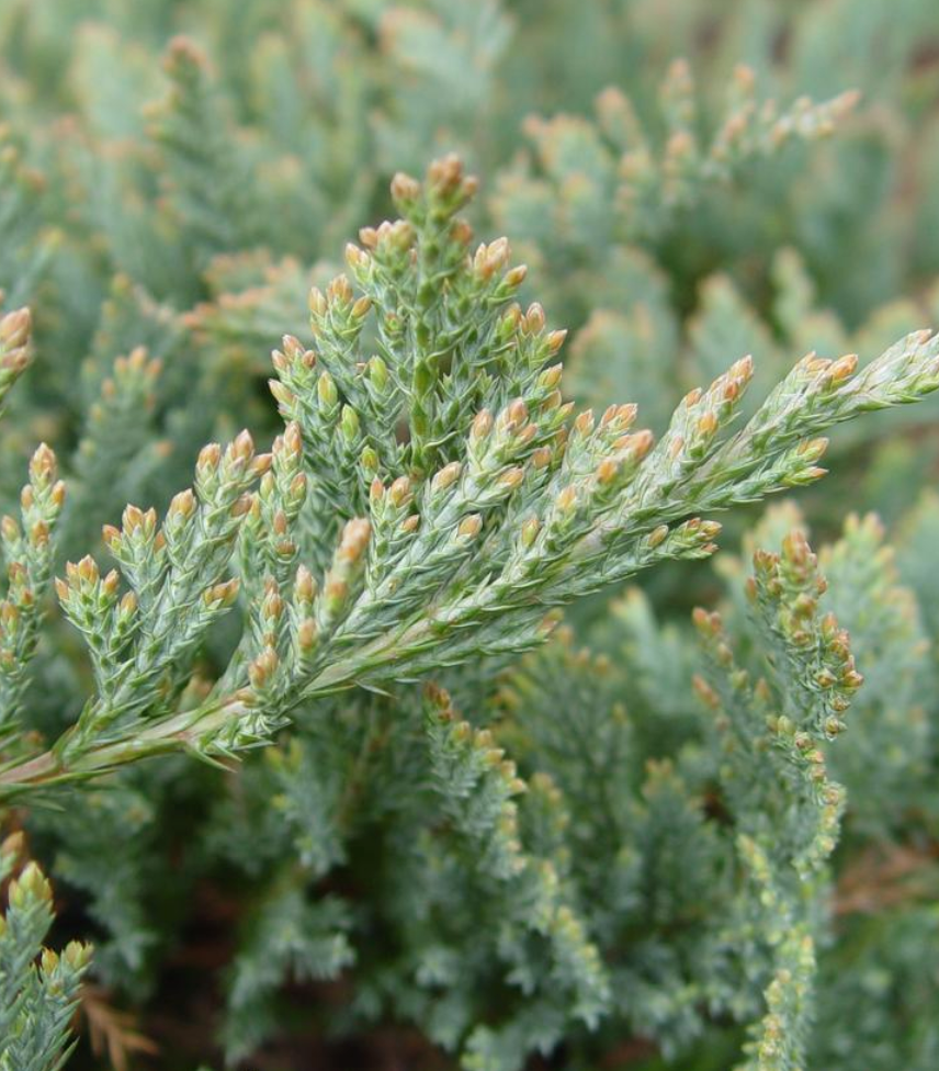 Juniperus Horizontalis Blue Chip - View 18 from www redcrocus com