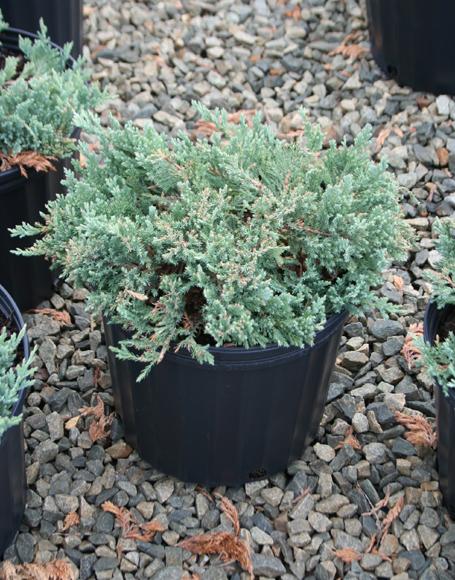 Juniperus Horizontalis Blue Chip - View 18 from www redcrocus com