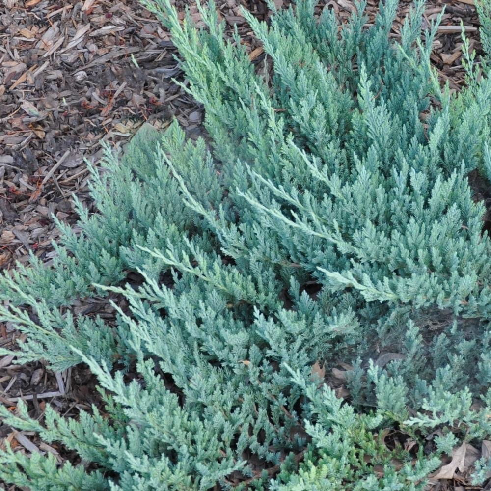 Juniperus Horizontalis Blue Chip - View 19 from www redcrocus com
