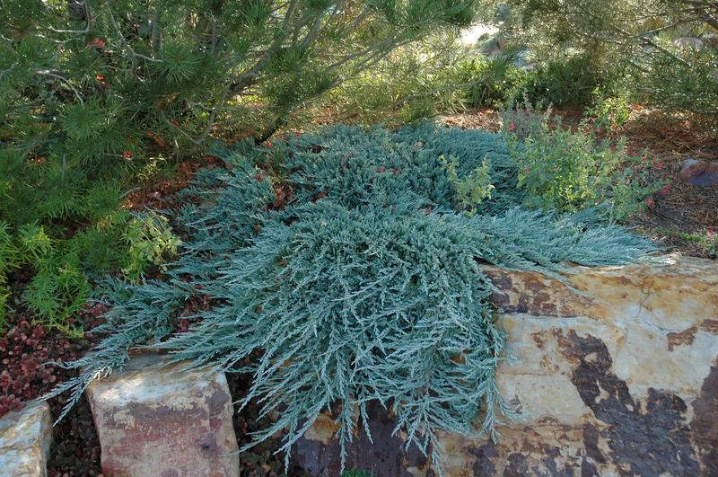 Juniperus Horizontalis Blue Chip - View 20 from www redcrocus com