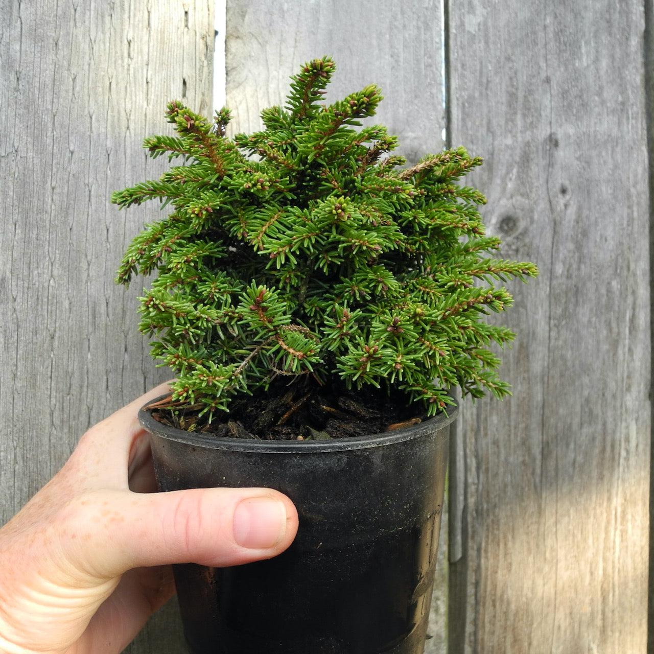 Picea Abies 'little Gem' - View 10 from www redcrocus com