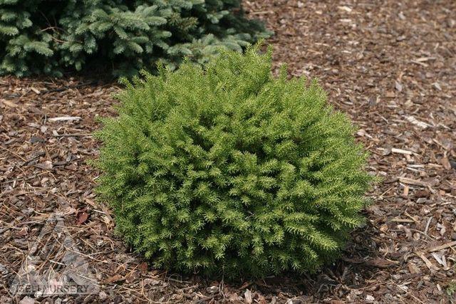 Picea Abies 'little Gem' - View 13 from www redcrocus com