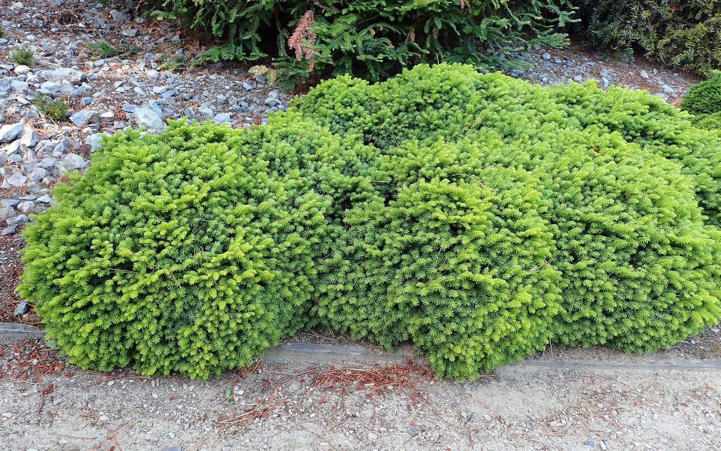 Picea Abies 'little Gem' - View 19 from www redcrocus com