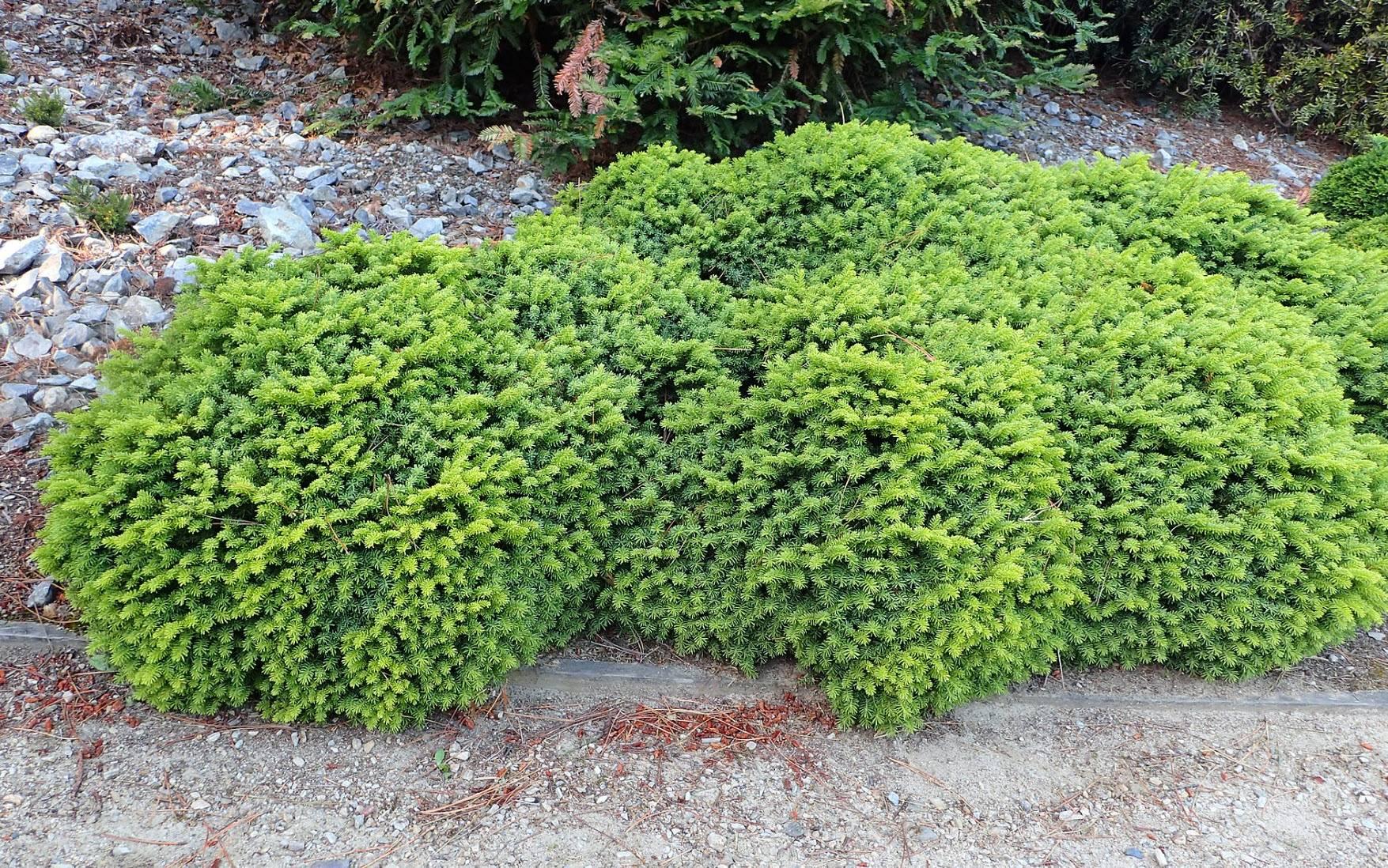Picea Abies 'little Gem' - View 19 from www redcrocus com