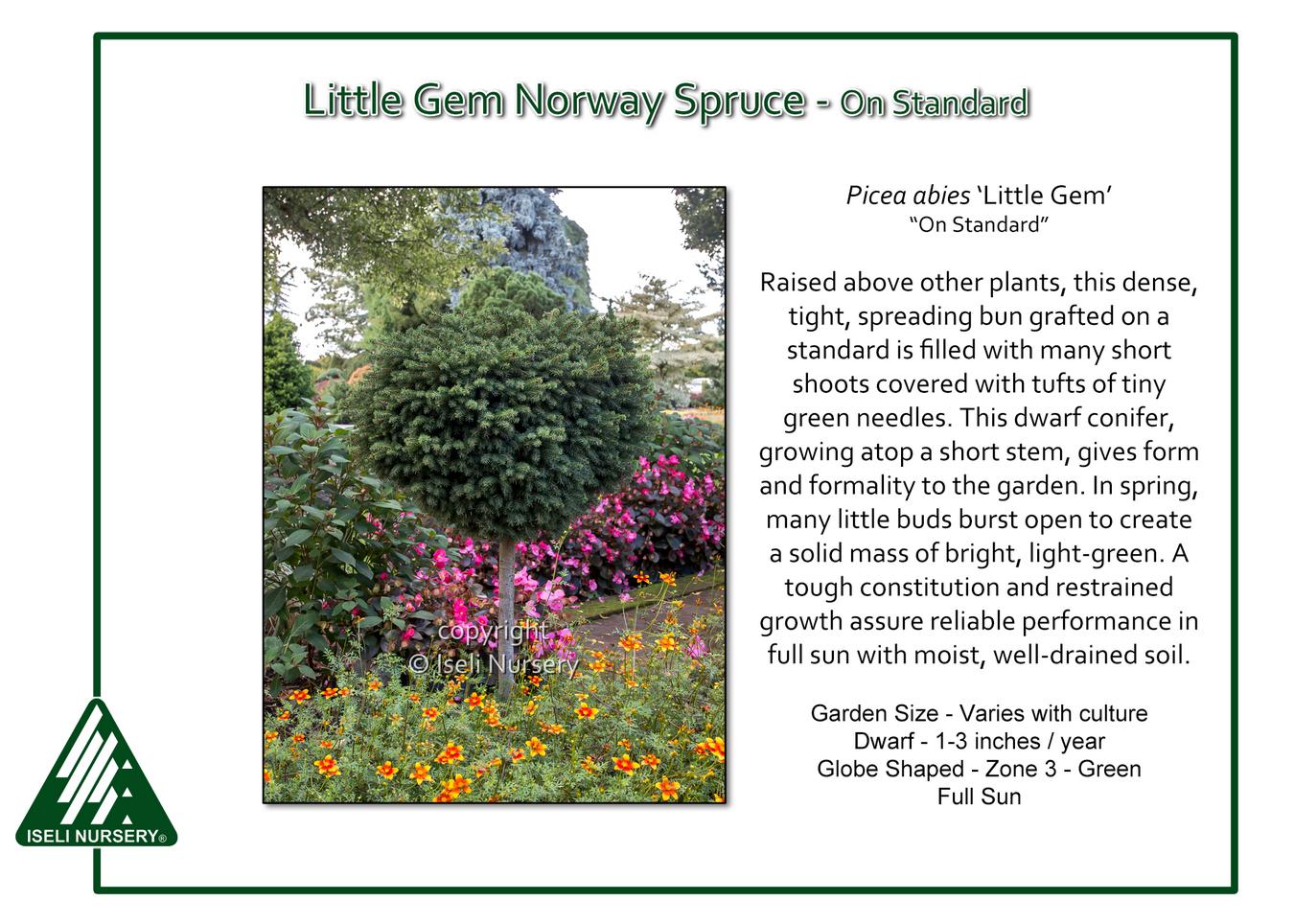 Picea Abies 'little Gem' - View 30 from www redcrocus com