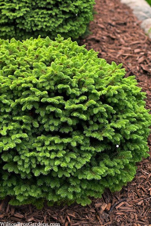 Picea Abies 'little Gem' - View 38 from www redcrocus com