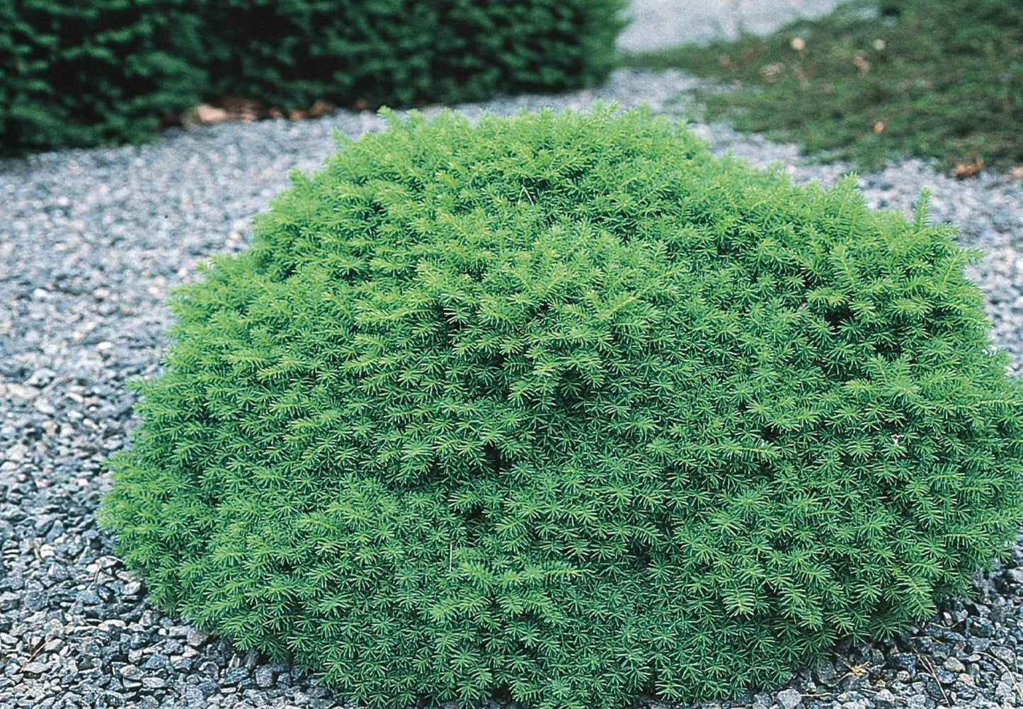 Picea Abies 'little Gem' - View 39 from www redcrocus com