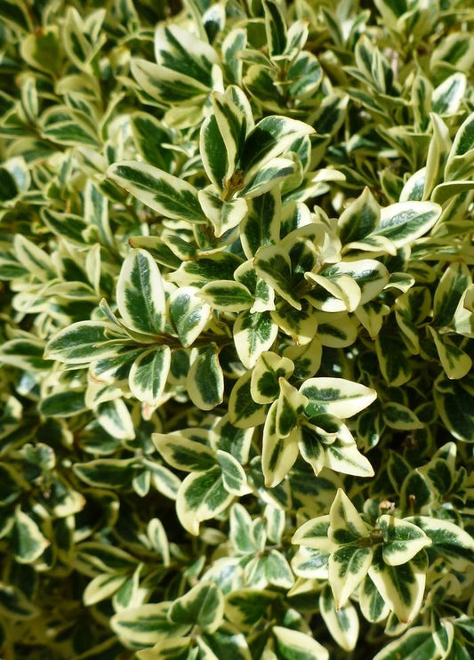 Buxus Sempervirens 'variegata' - View 11 from www redcrocus com