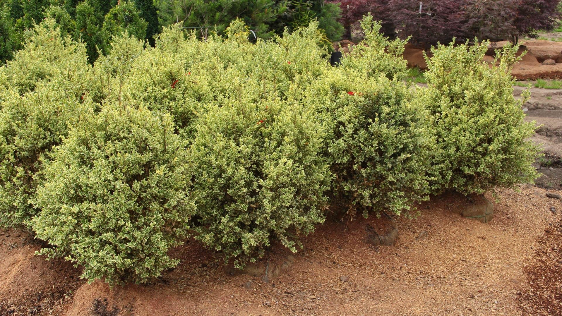 Buxus Sempervirens 'variegata' - View 13 from www redcrocus com