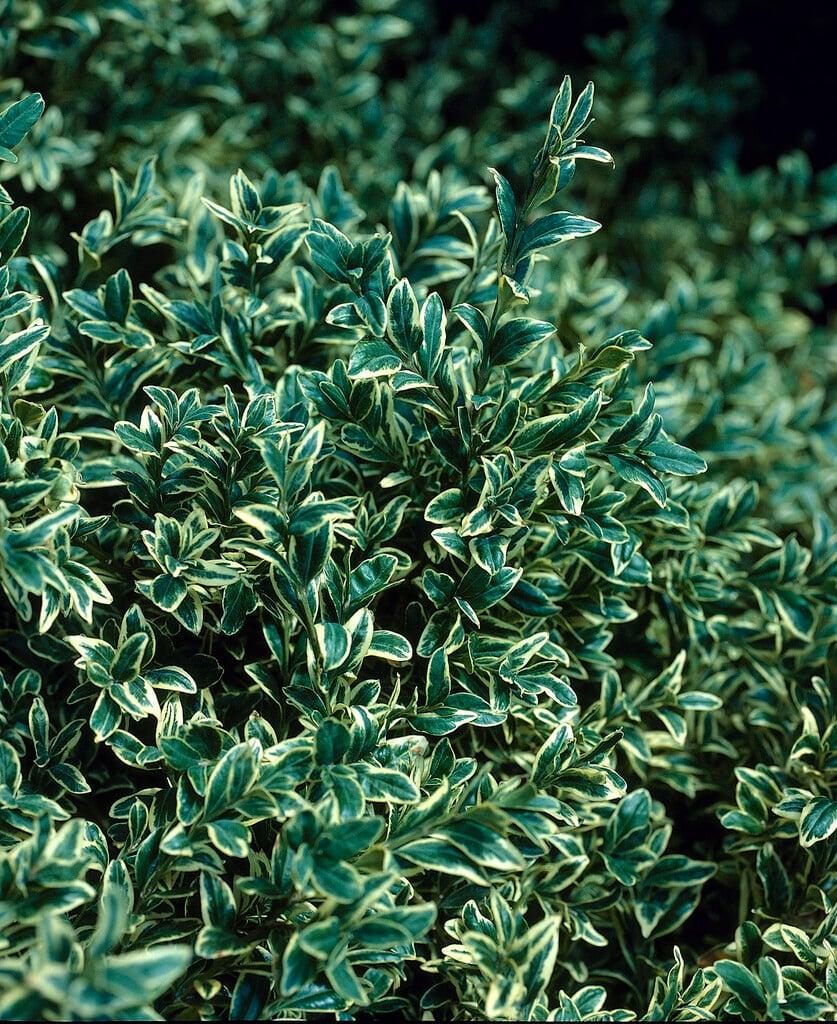 Buxus Sempervirens 'variegata' - View 14 from www redcrocus com