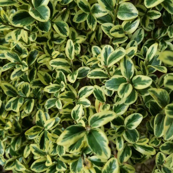 Buxus Sempervirens 'variegata' - View 18 from www redcrocus com