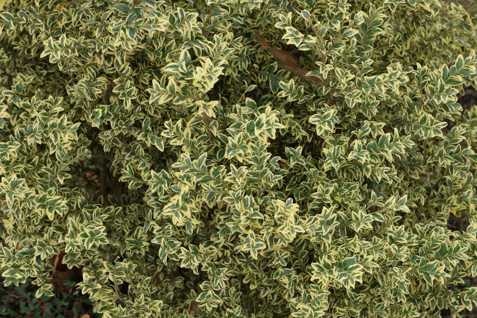 Buxus Sempervirens 'variegata' - View 21 from www redcrocus com