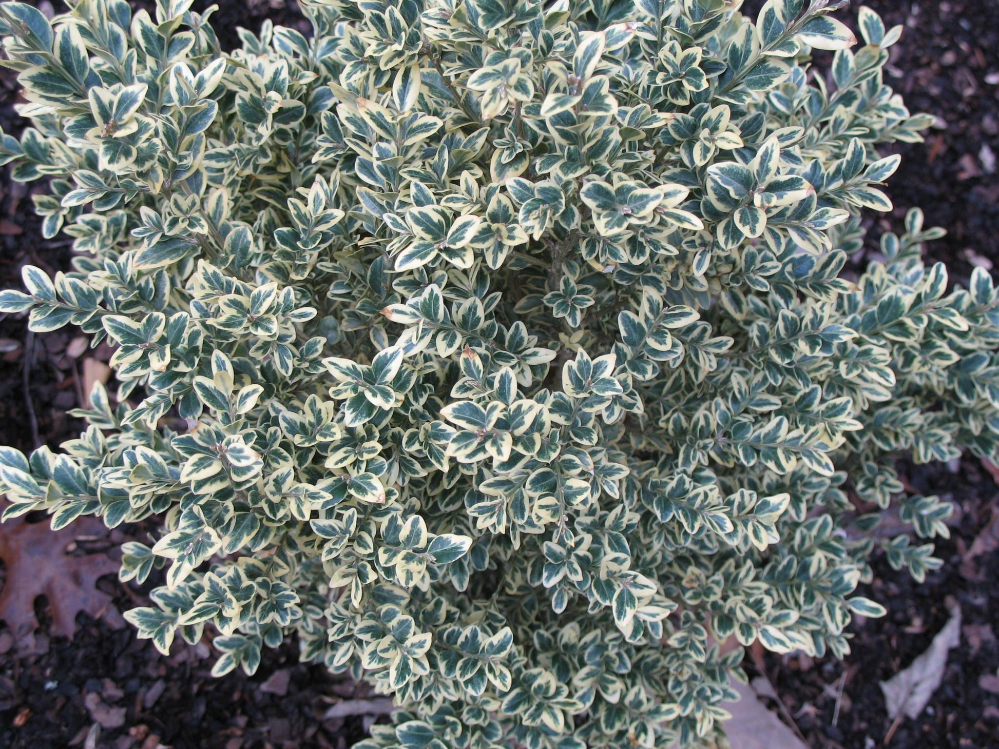 Buxus Sempervirens 'variegata' - View 29 from www redcrocus com