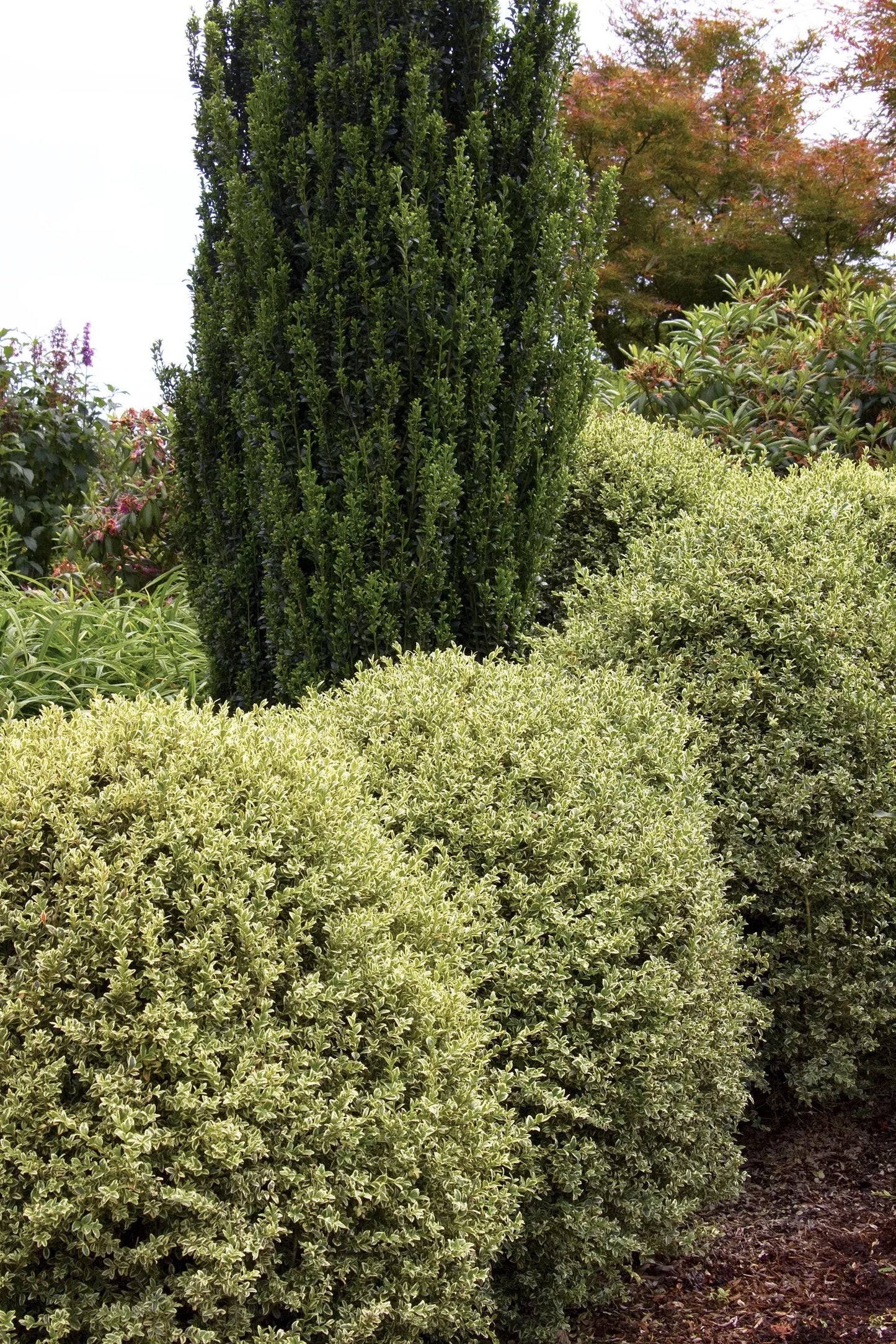Buxus Sempervirens 'variegata' - View 32 from www redcrocus com