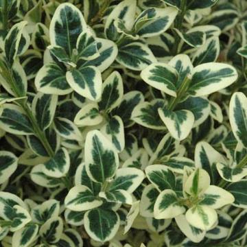 Buxus Sempervirens 'variegata' - View 36 from www redcrocus com