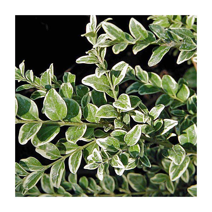 Buxus Sempervirens 'variegata' - View 8 from www redcrocus com