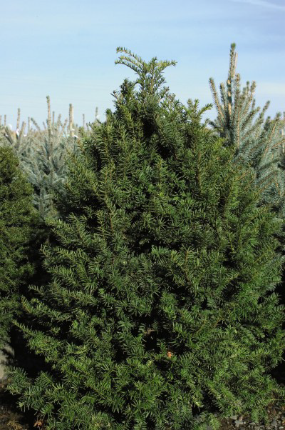 Taxus Cuspidata Capitata - View 10 from www redcrocus com